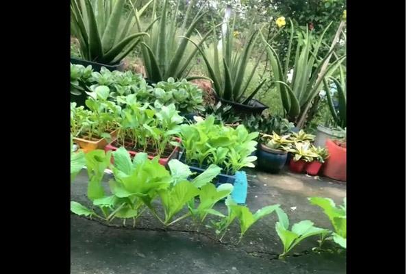 Mùa đông nên ăn rau gì tốt nhất cho sức khỏe?-2