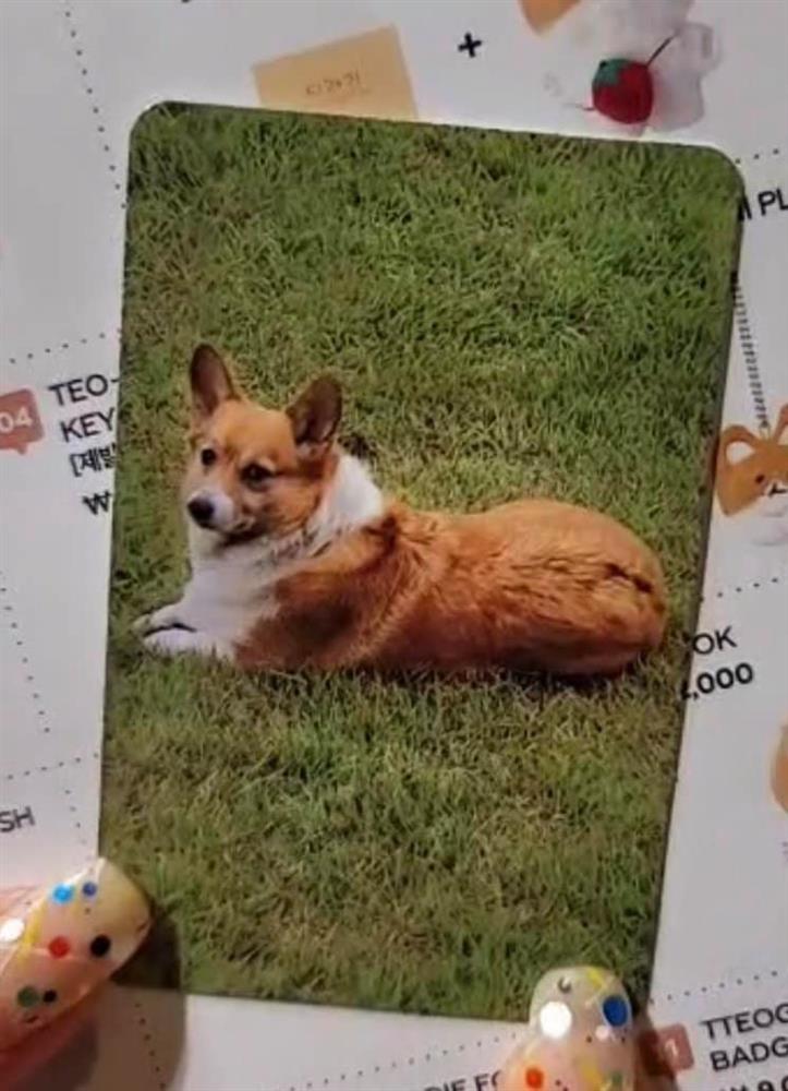 Những chiếc photocard lạ lùng của idol K-pop-6