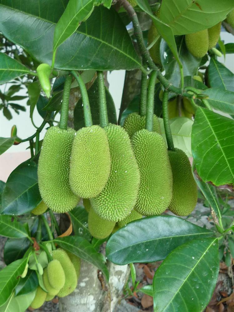 Quặn bụng nhìn ông chú hái mít non chấm muối ớt ăn ngay tại cây-2