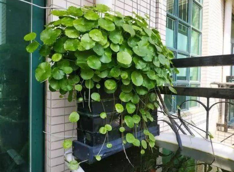 Kiêng kị phong thủy nhà ở tránh tiêu tiền như nước chảy-3