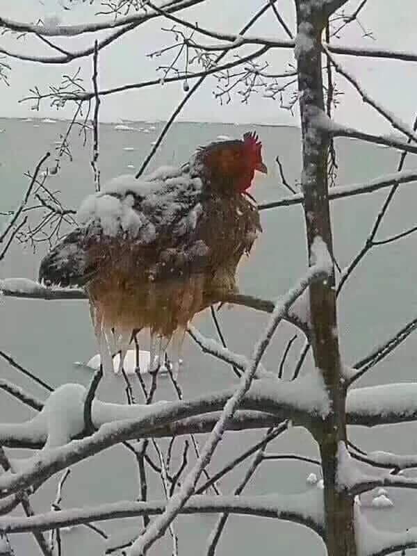 Trâu bò đóng băng, chỗ nào vướng nước chỗ đó biến luôn thành đá-1