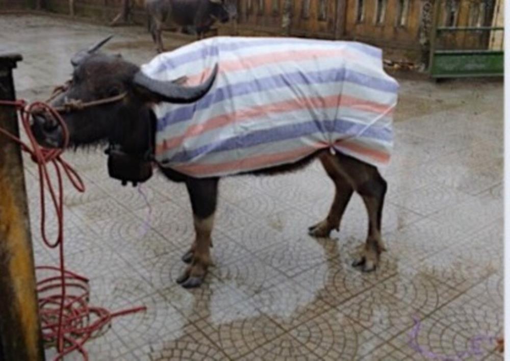 Trâu bò đóng băng, chỗ nào vướng nước chỗ đó biến luôn thành đá-2