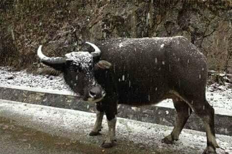 Trâu bò đóng băng, chỗ nào vướng nước chỗ đó biến luôn thành đá-3