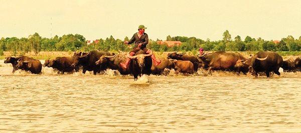 Không riêng Bố Già, nhiều phim Việt cũng được gửi đi dự Oscar-6