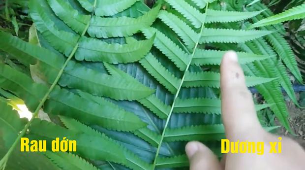 Bị sai đi hái rau dớn, nàng dâu mang về thứ xanh mặt mẹ chồng-2