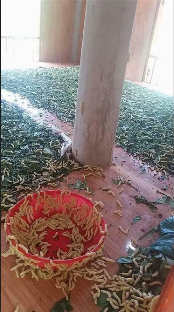 Kinh hoàng đám sinh vật lúc nhúc trong nhà, hội sợ sâu xem là ngất-1