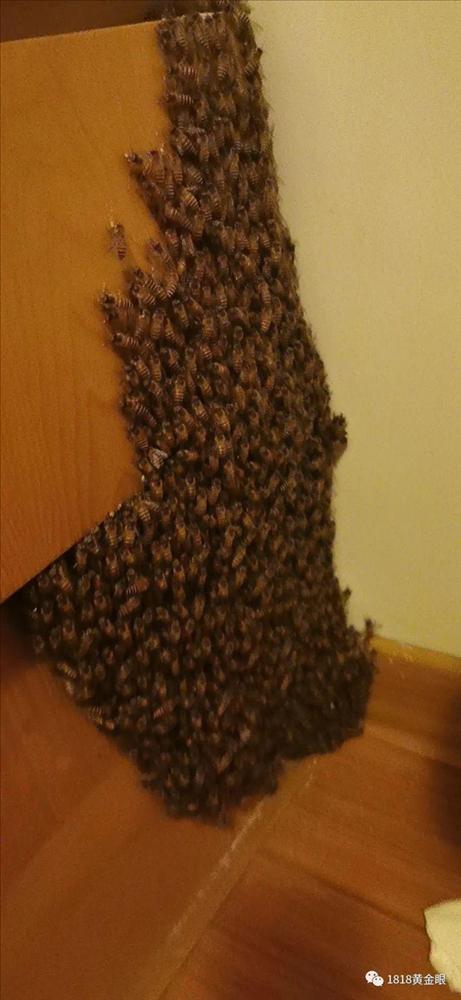 Kinh hoàng đám sinh vật lúc nhúc trong nhà, hội sợ sâu xem là ngất-4