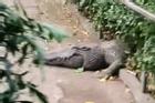 Clip: Hoảng loạn cá sấu ở Thảo Cầm Viên TP HCM sổng chuồng tắm nắng