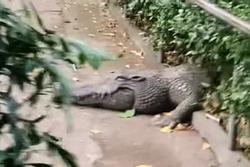 Clip: Hoảng loạn cá sấu ở Thảo Cầm Viên TP HCM sổng chuồng tắm nắng