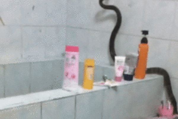 Clip: Kinh hãi rắn khổng lồ bò trong phòng tắm