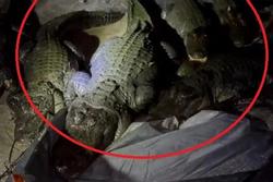 Ngủ trong lều, thanh niên ngã vật khi đàn cá sấu... ghé chơi