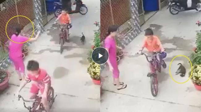 Người phụ nữ thẳng tay ném đá chết chú chó gây phẫn nộ-1