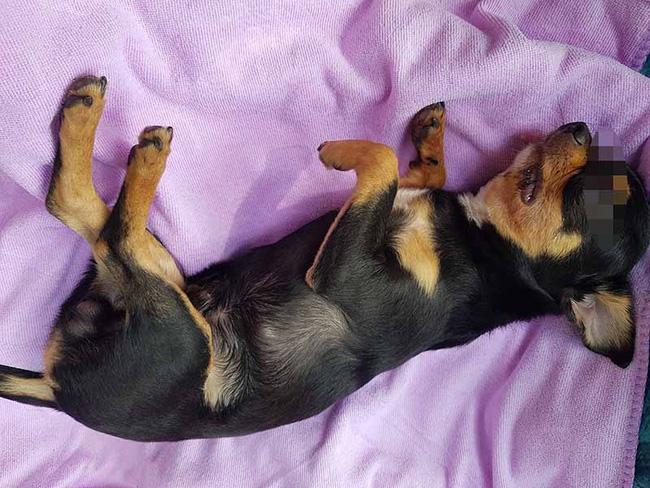 Người phụ nữ thẳng tay ném đá chết chú chó gây phẫn nộ-2