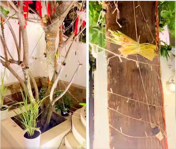 Đoàn Di Băng suýt ngất vì rắn bò vào nhà, anh xã bảo vệ siêu lầy-2