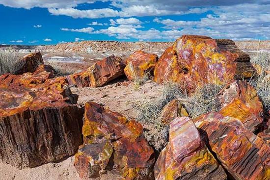 Những thân cây hóa thạch sặc sỡ xuất hiện nhiều nhất ở nơi này