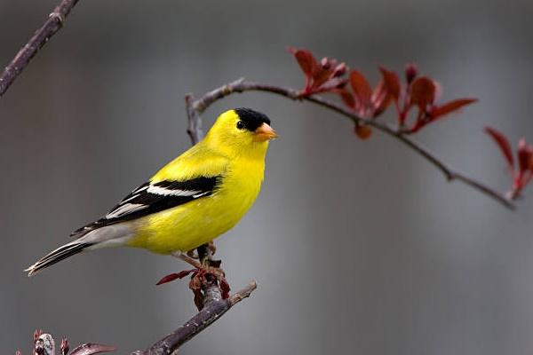 Sinh tháng Âm lịch tài lộc tụ về, gia đạo an lành, làm ăn vượng phát-4