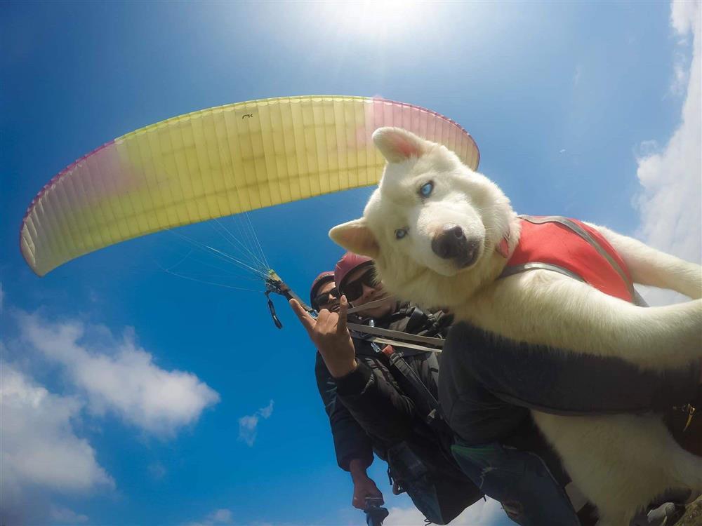 Chó 7 tháng tuổi nhảy dù lượn cùng chủ ở độ cao hơn 1.000 mét-1
