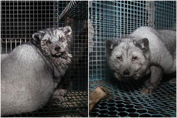 Thời trang xa xỉ và thần tượng Kpop thế hệ mới-4