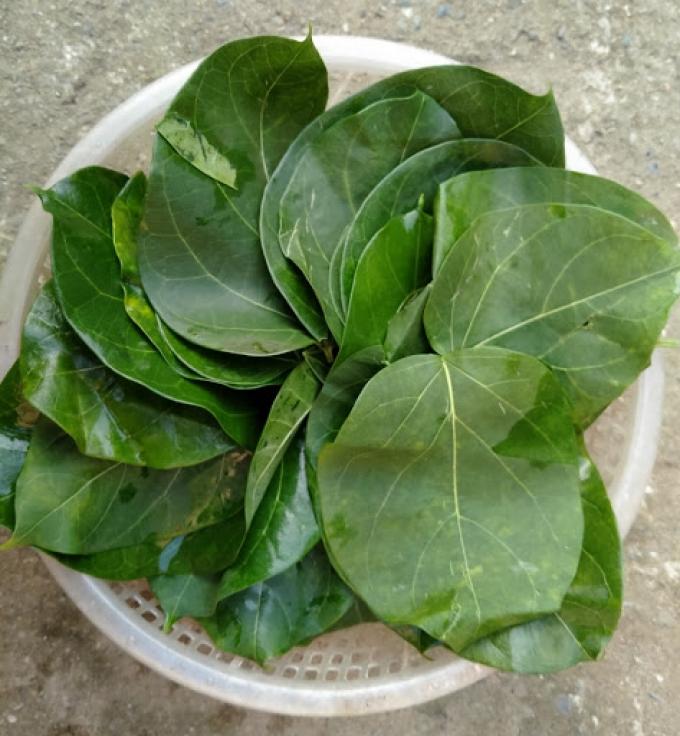 Giật mình loại lá kịch độc được chế biến thành đặc sản Tây Bắc-2