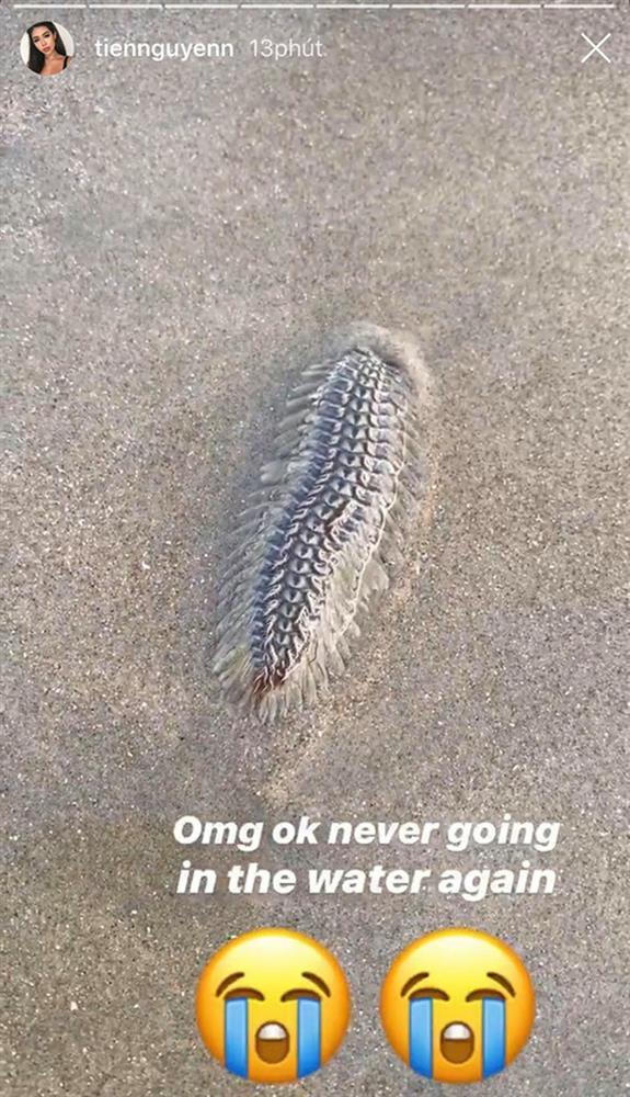 Rich kids Tiên Nguyễn cảnh báo sinh vật cần tránh xa khi tắm biển-1