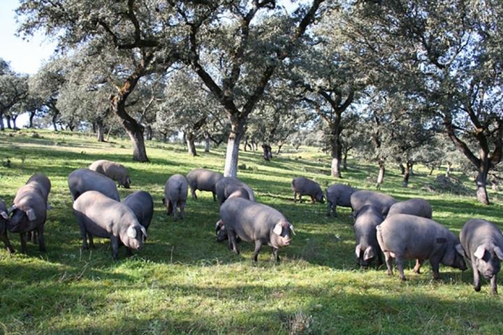 Thịt lợn đắt nhất thế giới, một chiếc đùi lên đến 100 triệu đồng-2