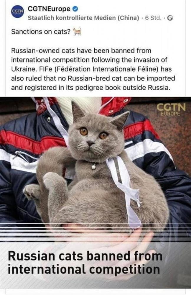 Trung Quốc dậy sóng vì mèo siêu đắt của Nga bị cấm-1