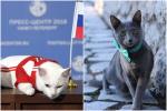 Trung Quốc 'dậy sóng' vì mèo siêu đắt của Nga bị cấm