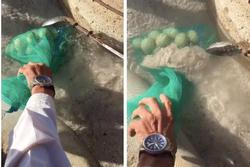 Cụ ông chôn bịch trứng dưới cát bên suối, netizen thắc mắc để làm gì?