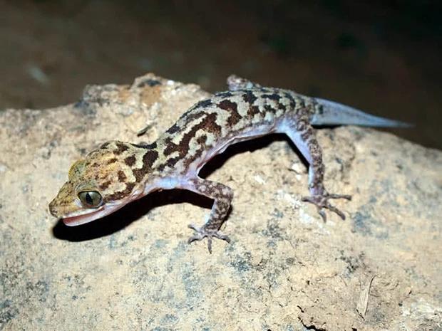 Quán quân du lịch Việt có đặc sản sinh vật khiếp sợ không thể ngờ-1