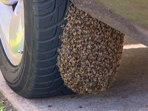 Vứt xe giữa đồng, thanh niên rùng mình hoảng loạn khi nhìn thấy xe-5