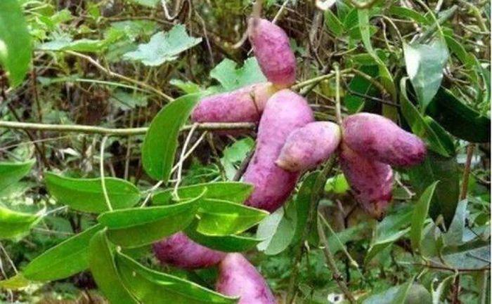 Kỳ lạ khoai lang tím mọc đầy cây: Là thần dược quý ông ao ước!-1