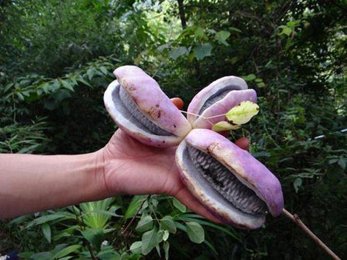 Kỳ lạ khoai lang tím mọc đầy cây: Là thần dược quý ông ao ước!-3