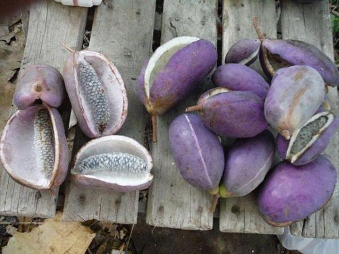 Kỳ lạ khoai lang tím mọc đầy cây: Là thần dược quý ông ao ước!-4