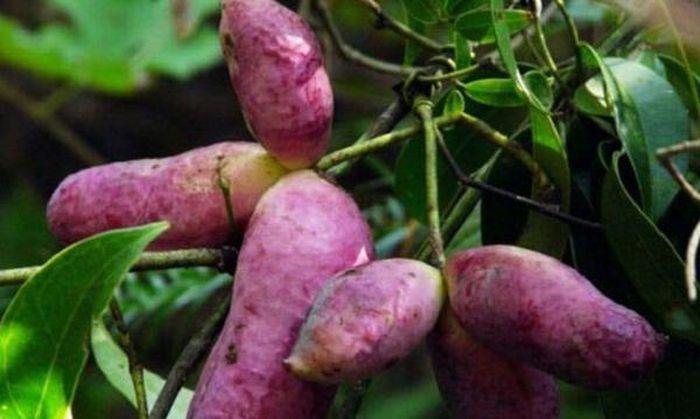 Kỳ lạ khoai lang tím mọc đầy cây: Là thần dược quý ông ao ước!-5