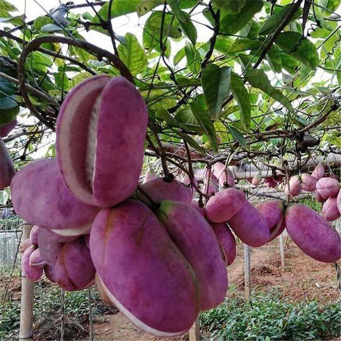 Kỳ lạ khoai lang tím mọc đầy cây: Là thần dược quý ông ao ước!-6