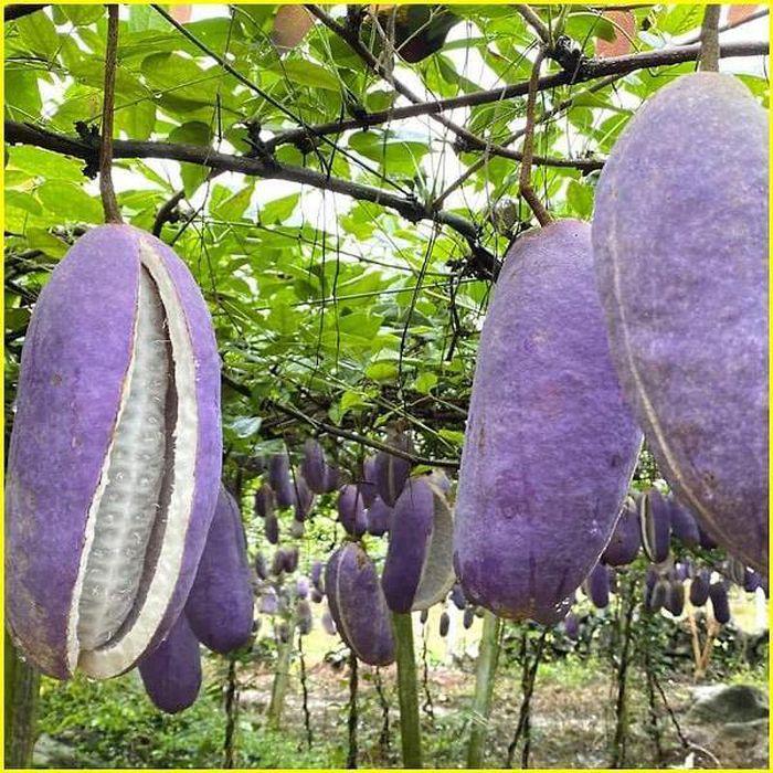 Kỳ lạ khoai lang tím mọc đầy cây: Là thần dược quý ông ao ước!-7