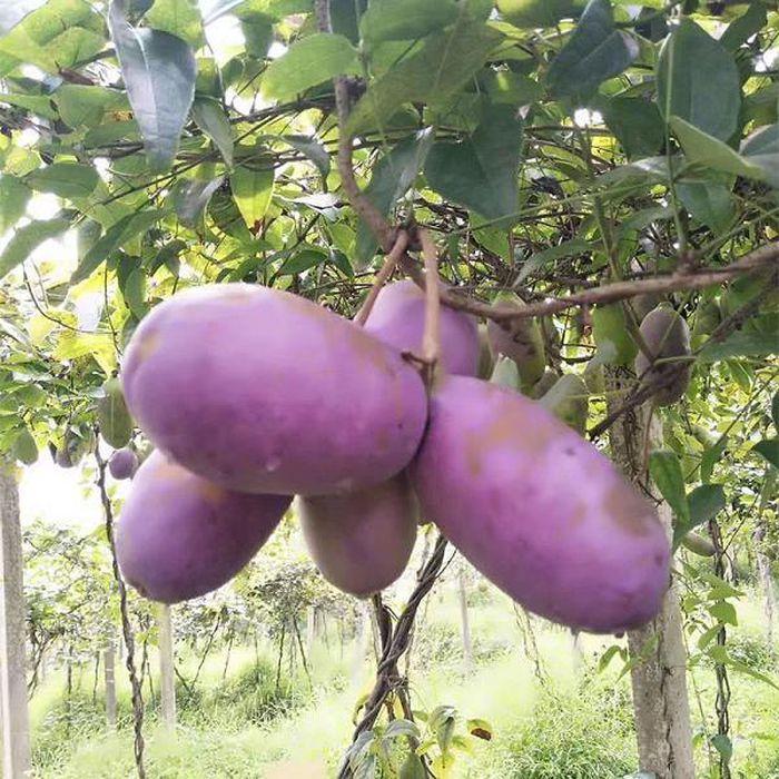 Kỳ lạ khoai lang tím mọc đầy cây: Là thần dược quý ông ao ước!-11