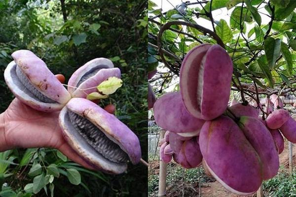 Luộc khoai lang chỉ cần thêm một thứ bảo đảm ngọt lịm lại bở tung-4