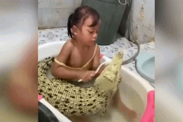HỐT: Bé gái thản nhiên ngồi vào chậu nước đánh răng cho cá sấu