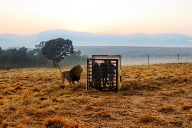 Khi bạn ở trong lồng và sư tử trở thành khách tham quan-1