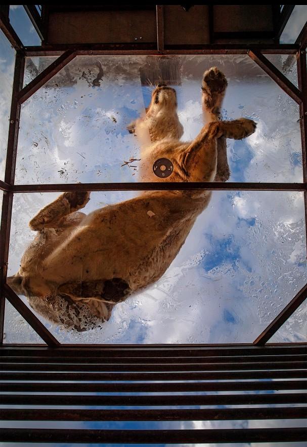 Khi bạn ở trong lồng và sư tử trở thành khách tham quan-2