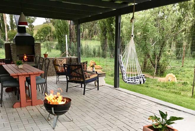 Khi bạn ở trong lồng và sư tử trở thành khách tham quan-5