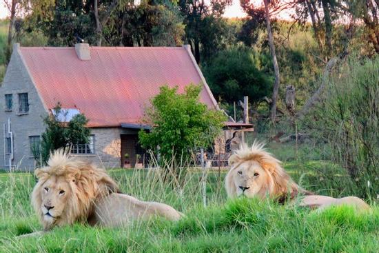 Khi bạn ở trong lồng và sư tử trở thành khách tham quan