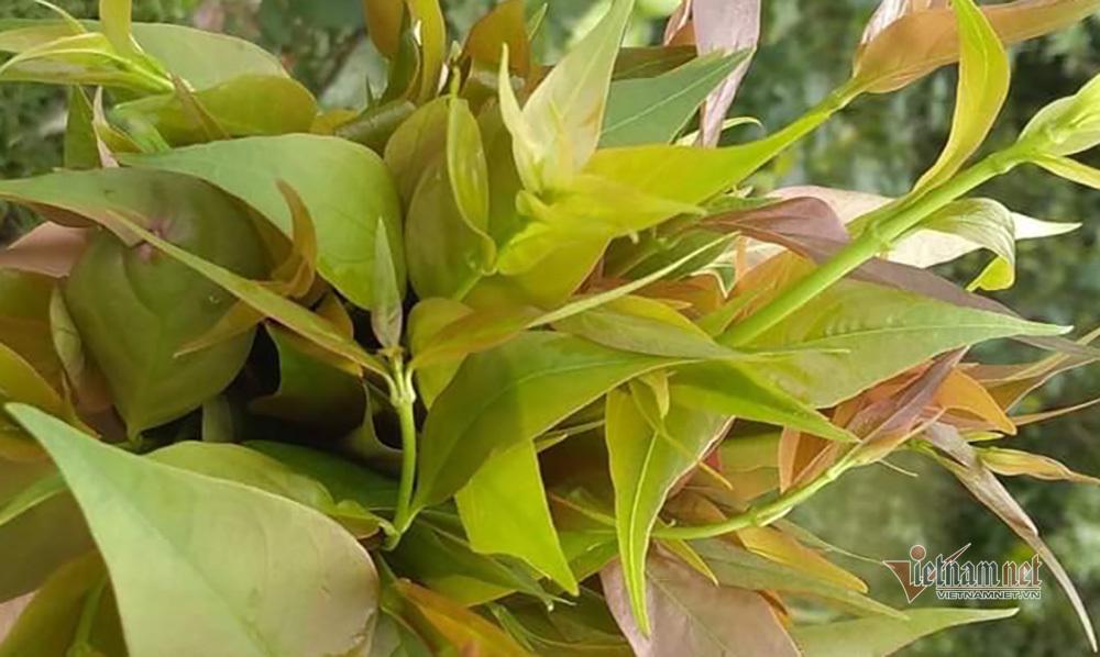 Ăn cả nắm lá ngón tự tử rồi quay clip gửi người yêu nói lời trăng trối-1