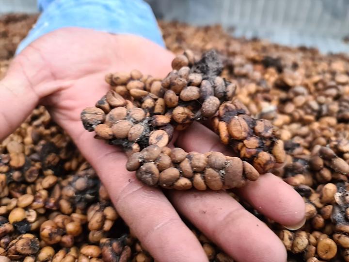 3 loại cà phê được làm từ phân động vật, giá vài chục triệu đồng/kg-2
