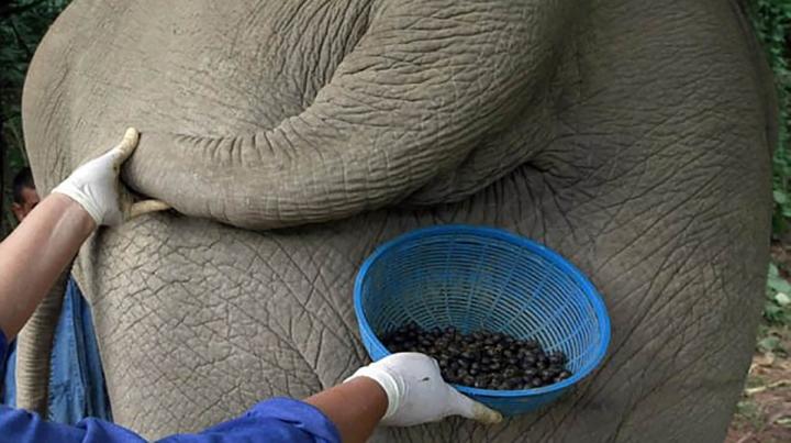 3 loại cà phê được làm từ phân động vật, giá vài chục triệu đồng/kg-4