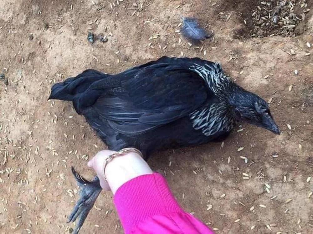 Con gà đen như nhúng nhựa đường có giá tới 45 triệu đồng/con-1