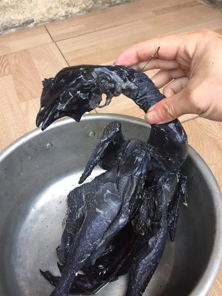 Con gà đen như nhúng nhựa đường có giá tới 45 triệu đồng/con-2