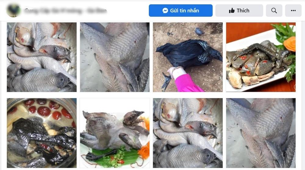 Con gà đen như nhúng nhựa đường có giá tới 45 triệu đồng/con-4