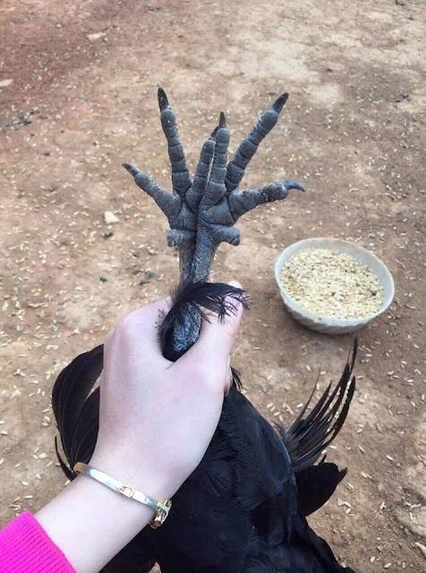 Con gà đen như nhúng nhựa đường có giá tới 45 triệu đồng/con-5